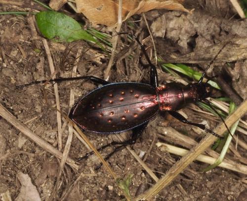 Réf. 266 335 : Carabus rutilans